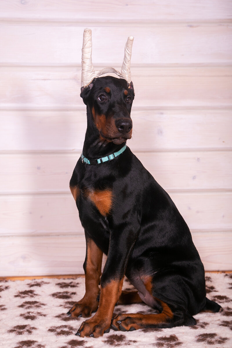 Щенок добермана девочка 3 месяца  