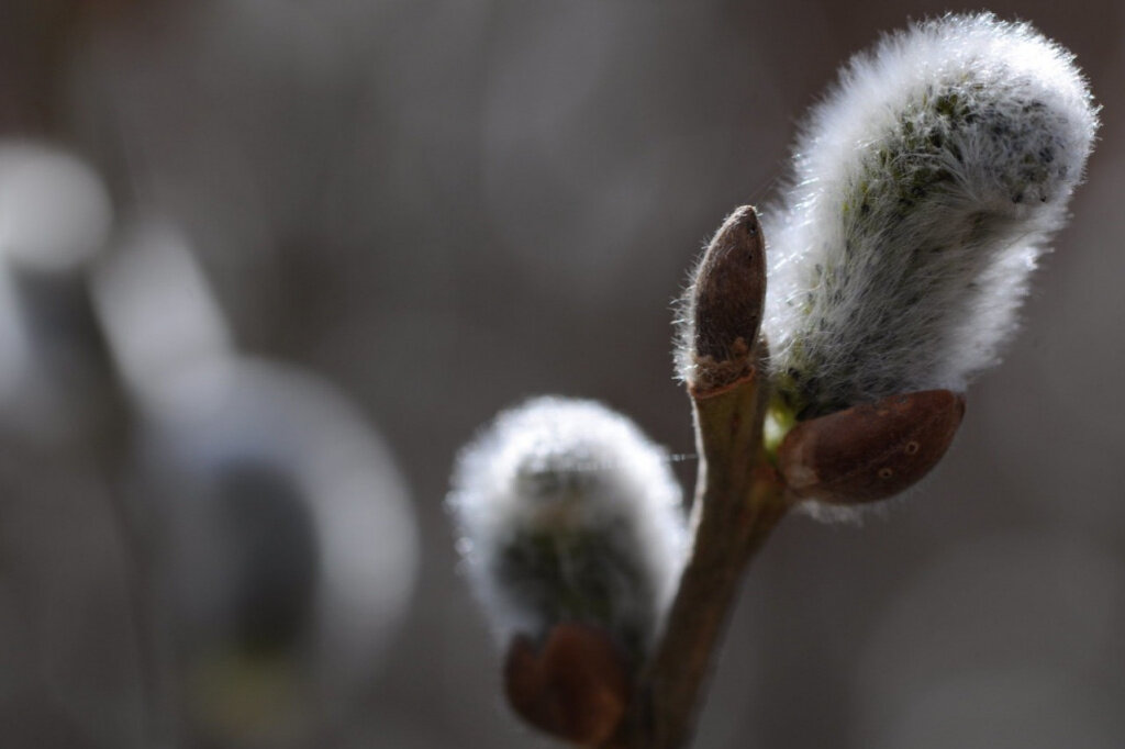 Изображение из интернета