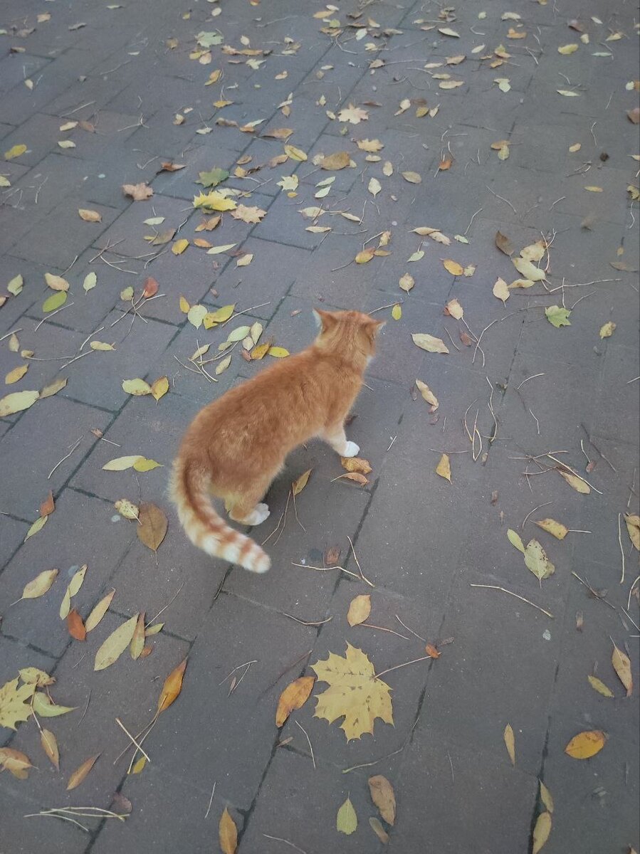 В роле модели выступил кот Васька. Старательно пытался изобразить Тигра😊