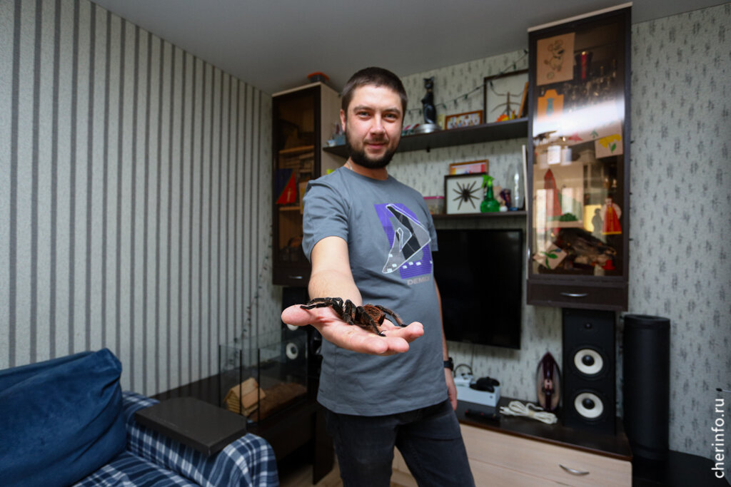    Необычный питомец по кличке Жека живет у Екатерины и Сергея Добровкиных. Шесть лет назад паука купили на сайте объявлений