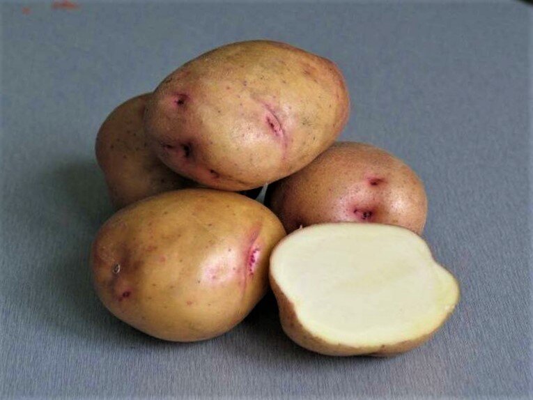 Скороспелый картофель.
