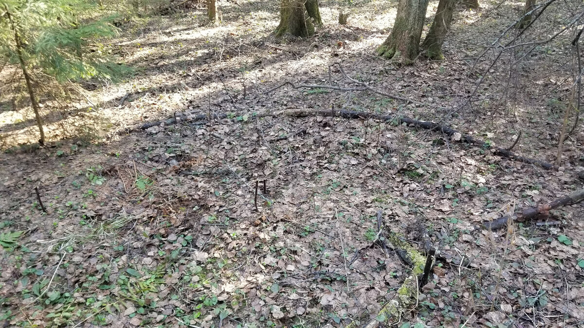 Пробую выращивать сморчки впрок