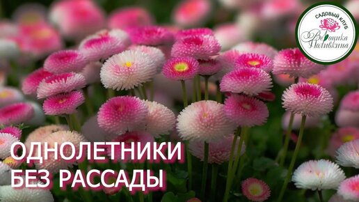 ОДНОЛЕТНИКИ БЕЗ РАССАДЫ