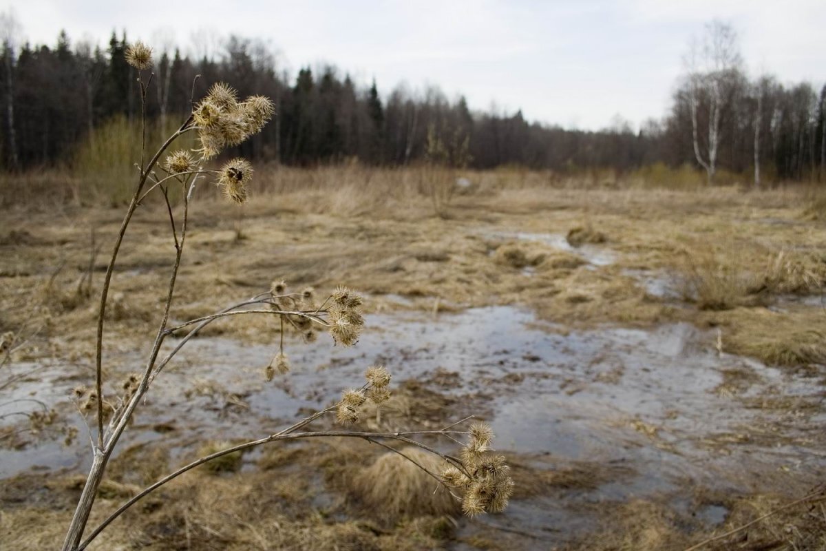    Поисковики обнаружили большой фрагмент самолета Пе-2 в невельском болоте