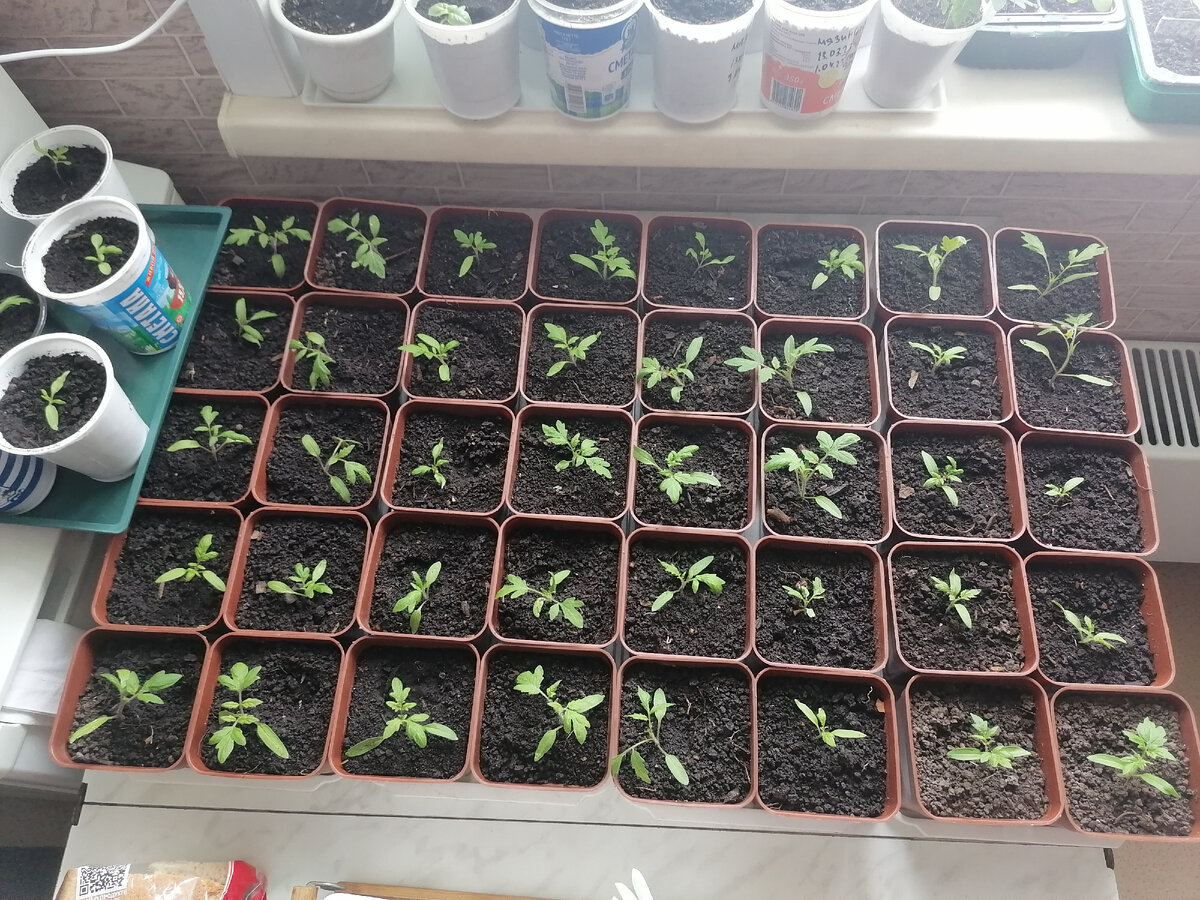 Рассаду томатов я все же спасла. Вон сколько места они теперь занимают