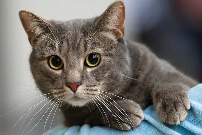      Особого ухода эти кошки не требуют