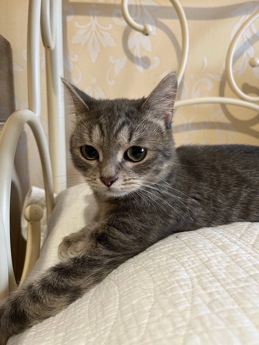 Малыш пережил успешно операцию и чувствует себя хорошо.  Скоро нужно будет  искать дом. Сейчас он в Перми. 