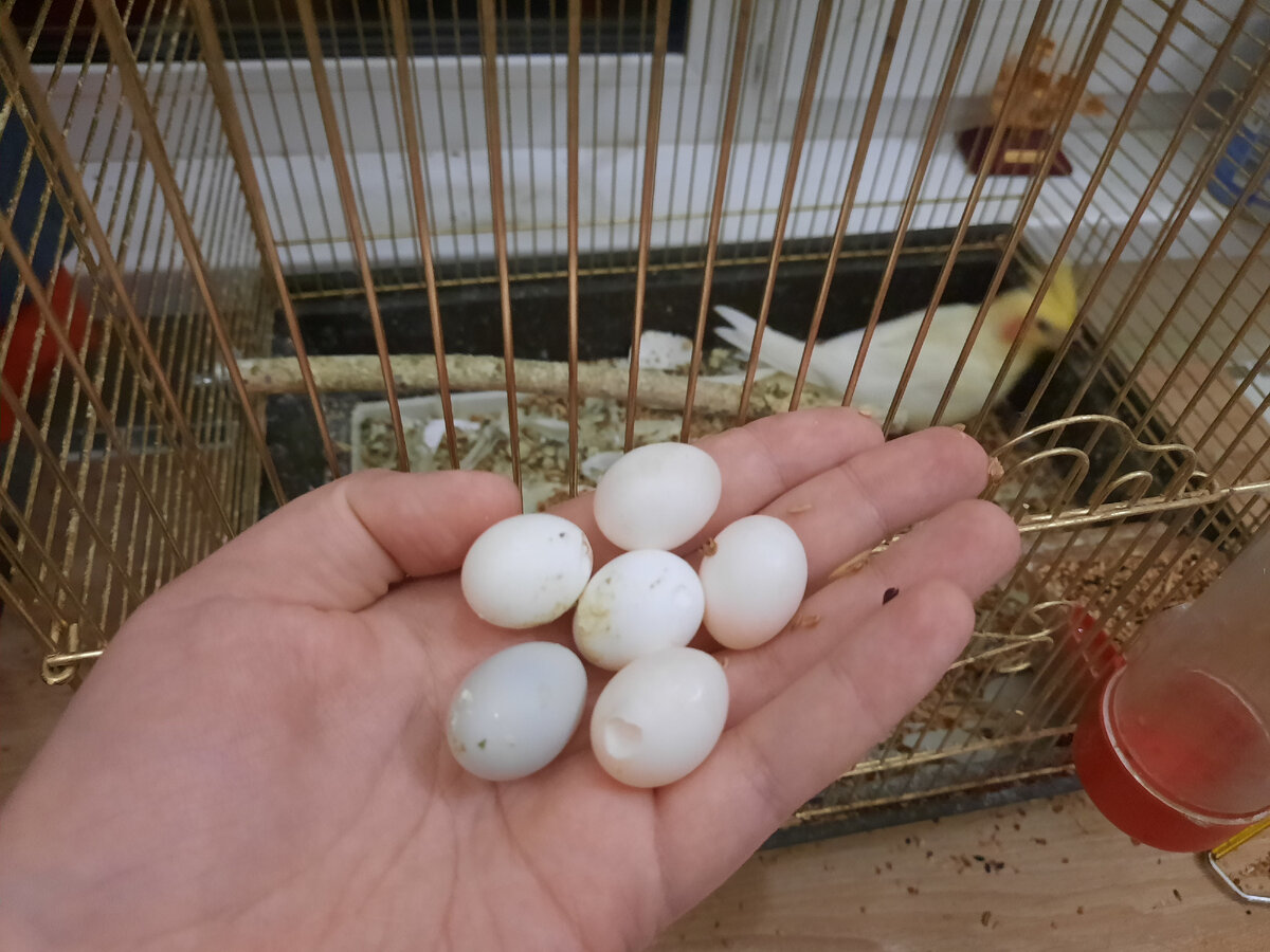 6 яиц попугая коррелы. Моя пташка несётся безумно. Яйца пустые, неоплодотворенные, самца нет. Вот накопилось уже 6 яиц. А вообще их уже около 10-12. Другие я выкинула. Когда-то куплю ей самца и будут птенчики)))