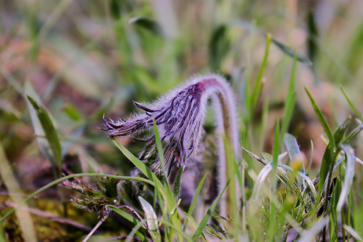 Прострел или сон трава 