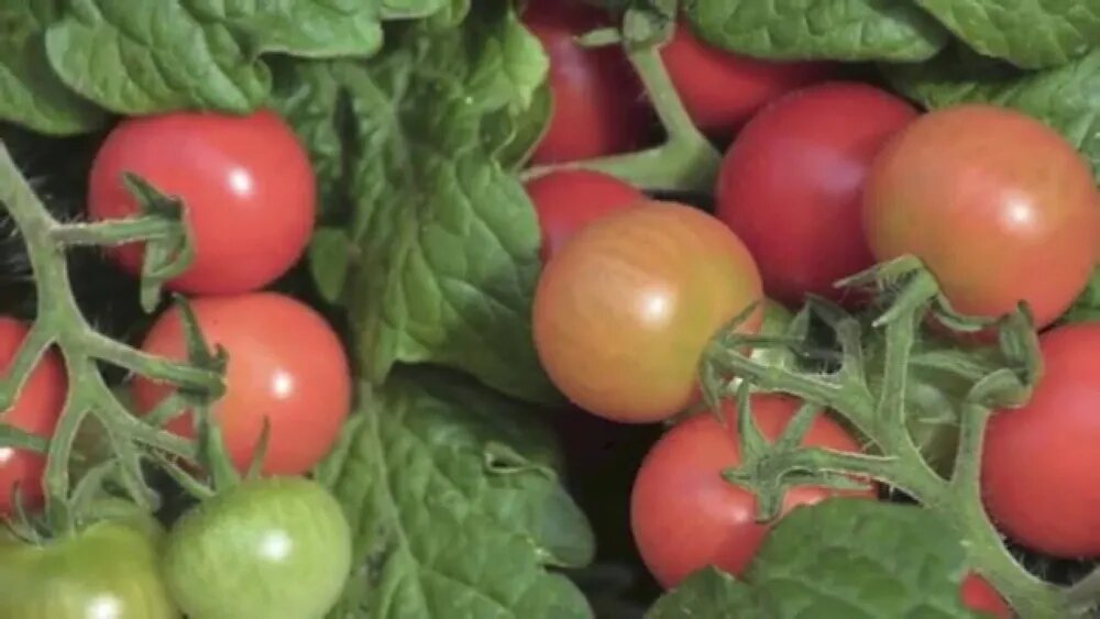 Созревающие плоды