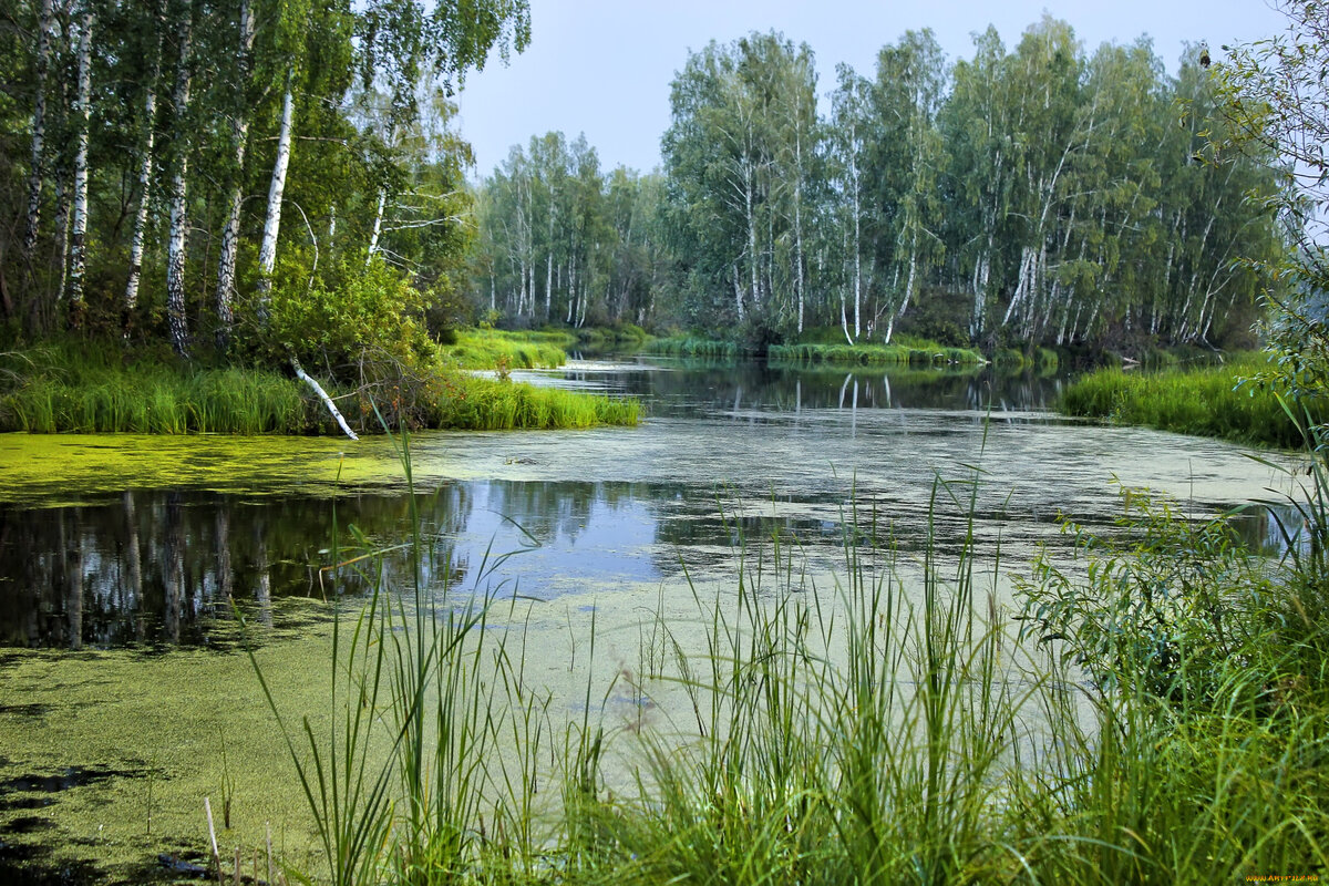 реки озера и пруды