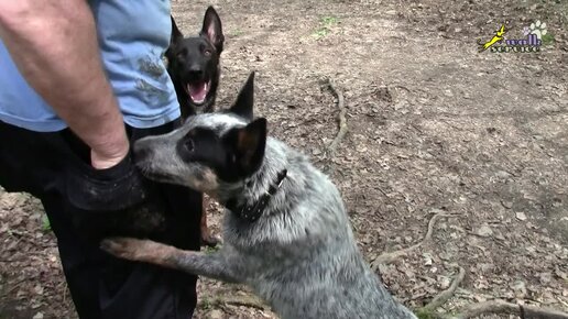 Команда ко мне, ТРИ ПРАВИЛА, которые необходимо знать каждому