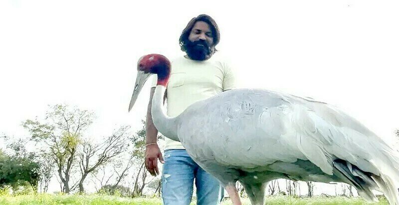    Видео: мужчина спас журавля, и птица теперь всегда рядом с ним