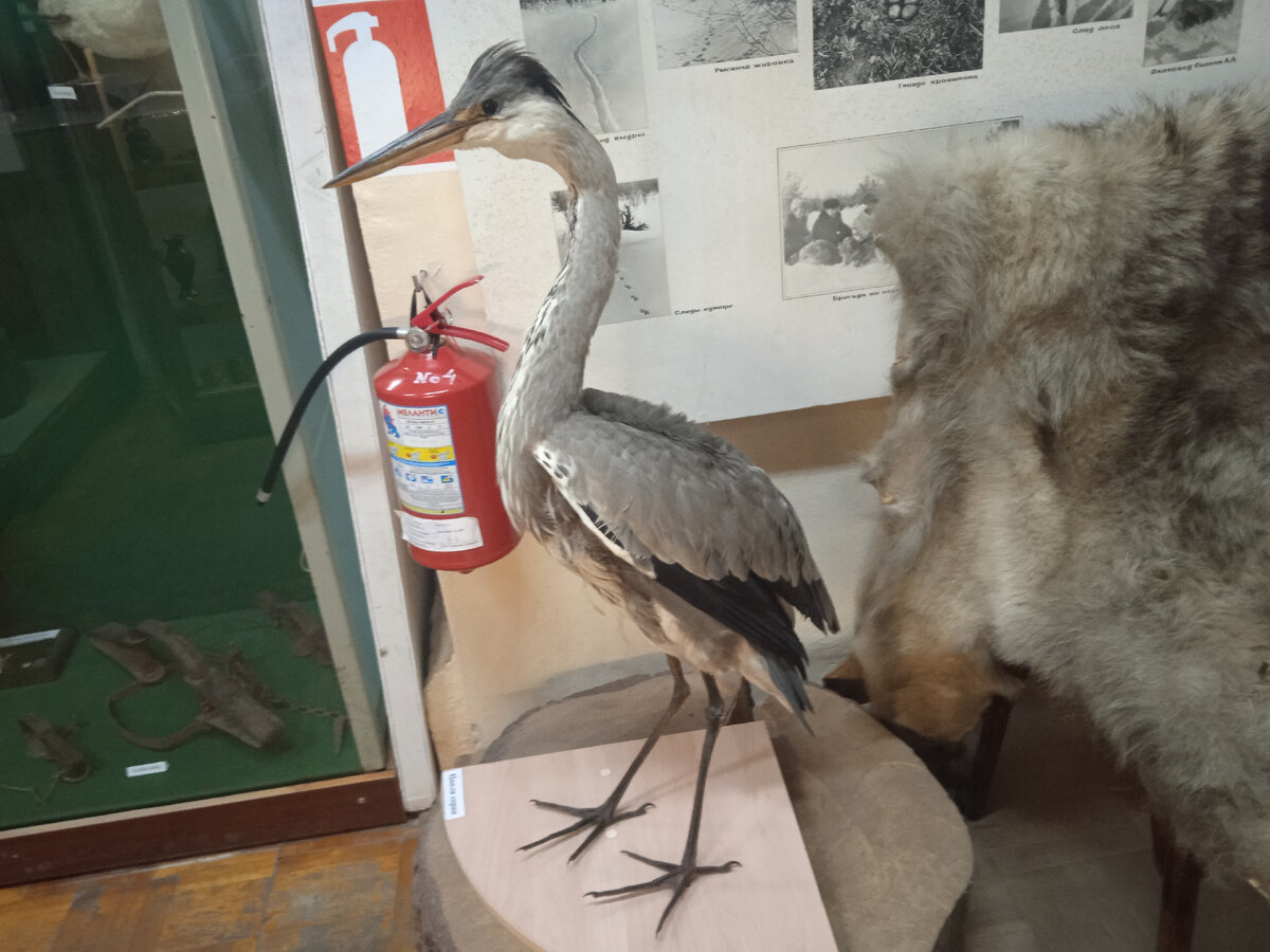 Серая цапля. Фото автора.