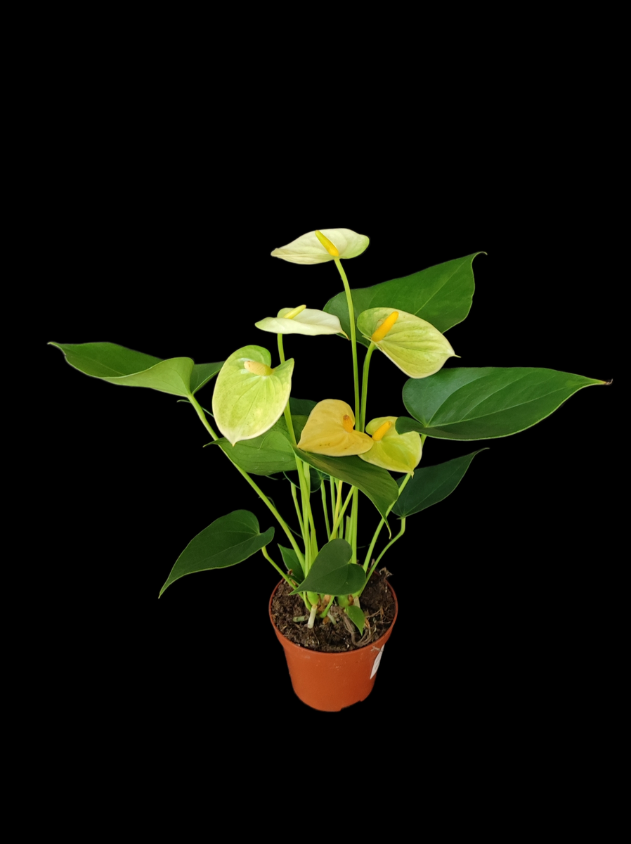 Антуриум (лат. Anthurium) - представитель вечнозеленых растений семейства Ароидные. В природе насчитывается более 500 видов антуриумов. Родина цветка - тропики Центральной и Южной Америки.-2