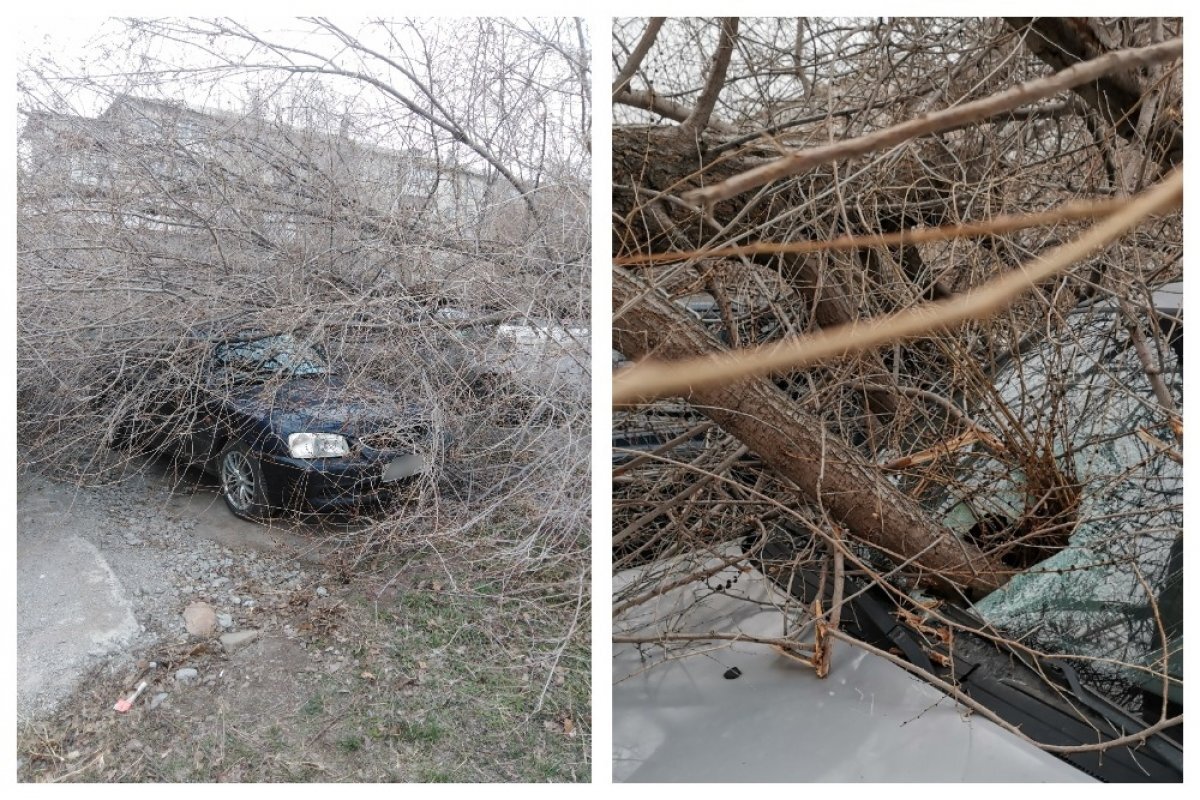    Деревья упали на припаркованные авто в Магнитогорске