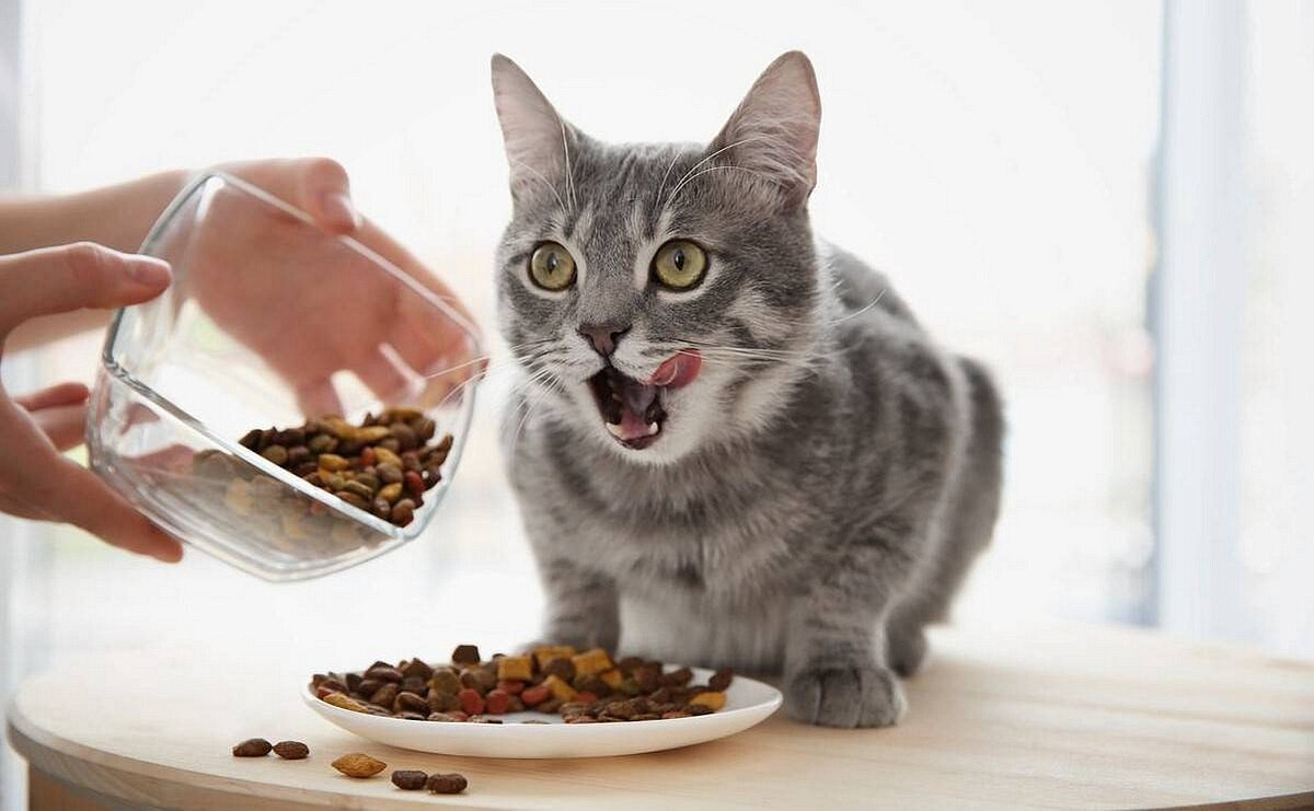 Почему нельзя одновременно давать кошке сухой корм и домашнюю еду: причины и последствия