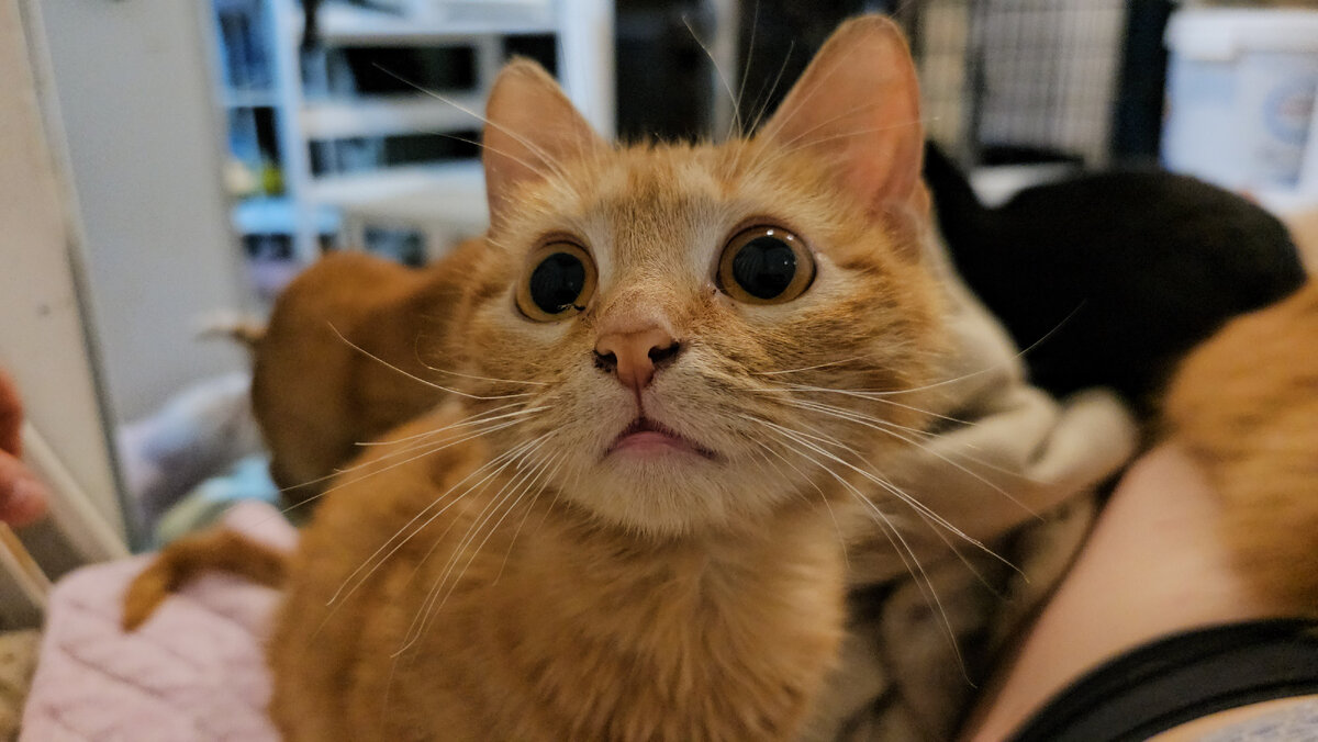 Новенький котёнок.