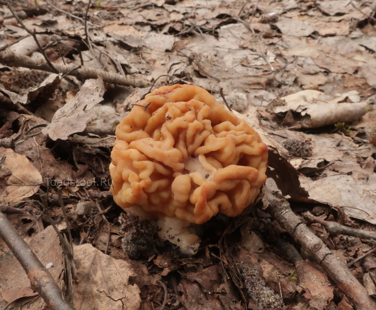 А тут, кстати, виден небольшой ожог на правом с точки зрителя боку - похоже, заморозки действительно были (фото И.Лебединского)