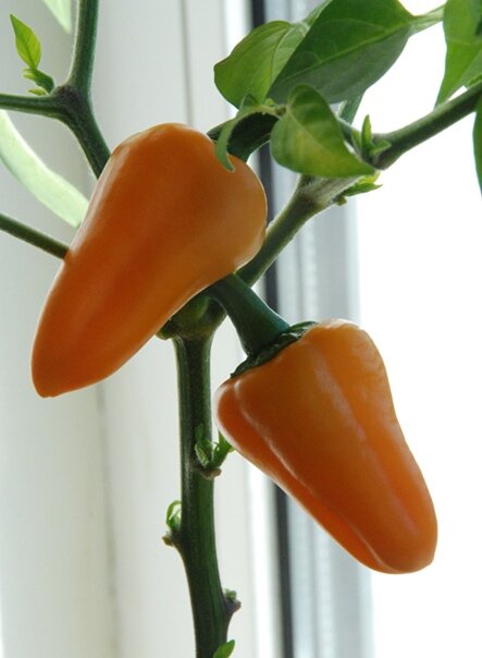 Зрелые плоды