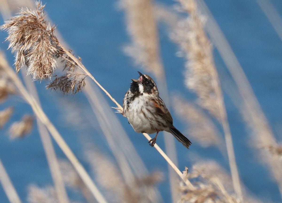 тростниковая овсянка