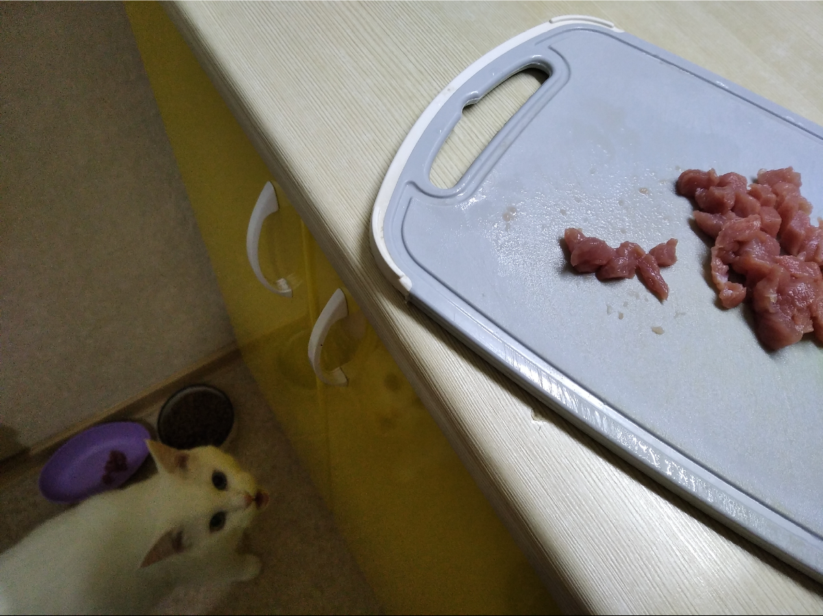 Митингует возле мисочки, а мясо уже там)