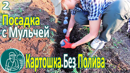 🥔 Посадка картофеля без полива в жаре и засухе ⯇2⯈ Траншейная посадка картошки и мульчирование