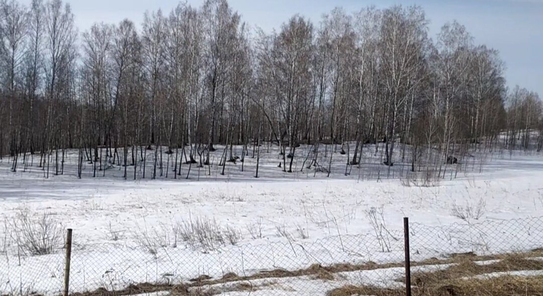 Снег в лесу