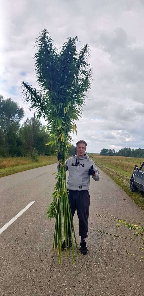 Фотографии от проекта Hempico