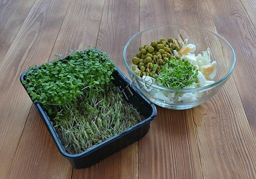 Микрозелень на нашем столе