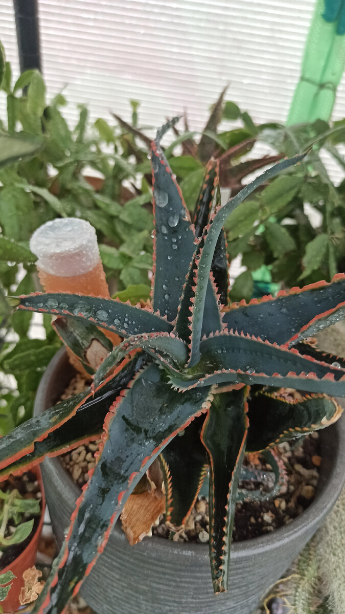 Алоэ Юрасик Драгон (Aloe Jurassic Dragon) 