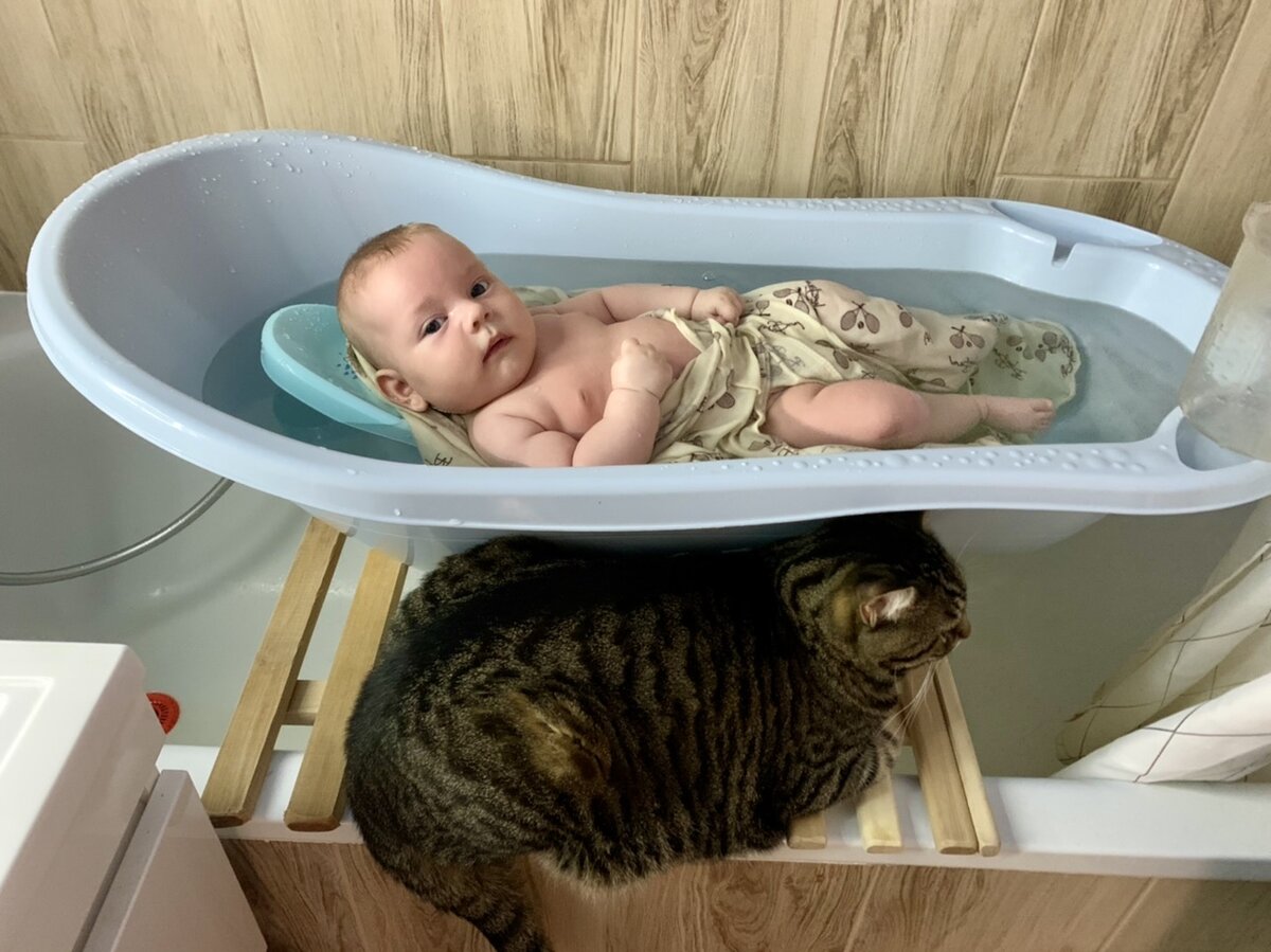 Котик сочувствует 