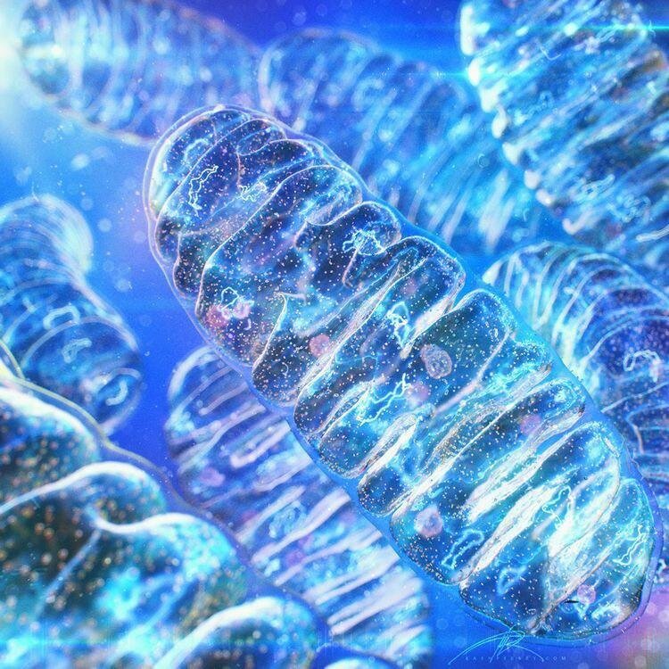 Митохондрия под микроскопом. 
🔬 (https://t.me/+b-u-dfYsQ2tjZjZi)Микроскоп (https://t.me/+b-u-dfYsQ2tjZjZi)