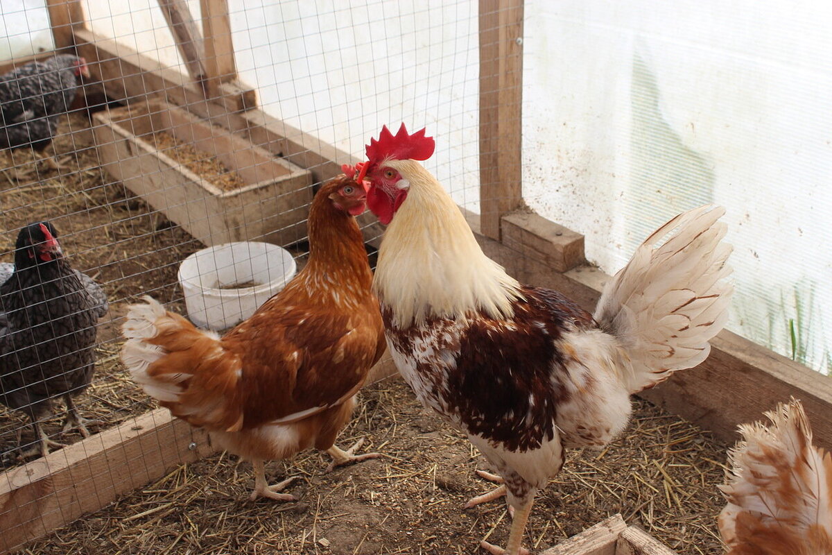 Наши первые куры