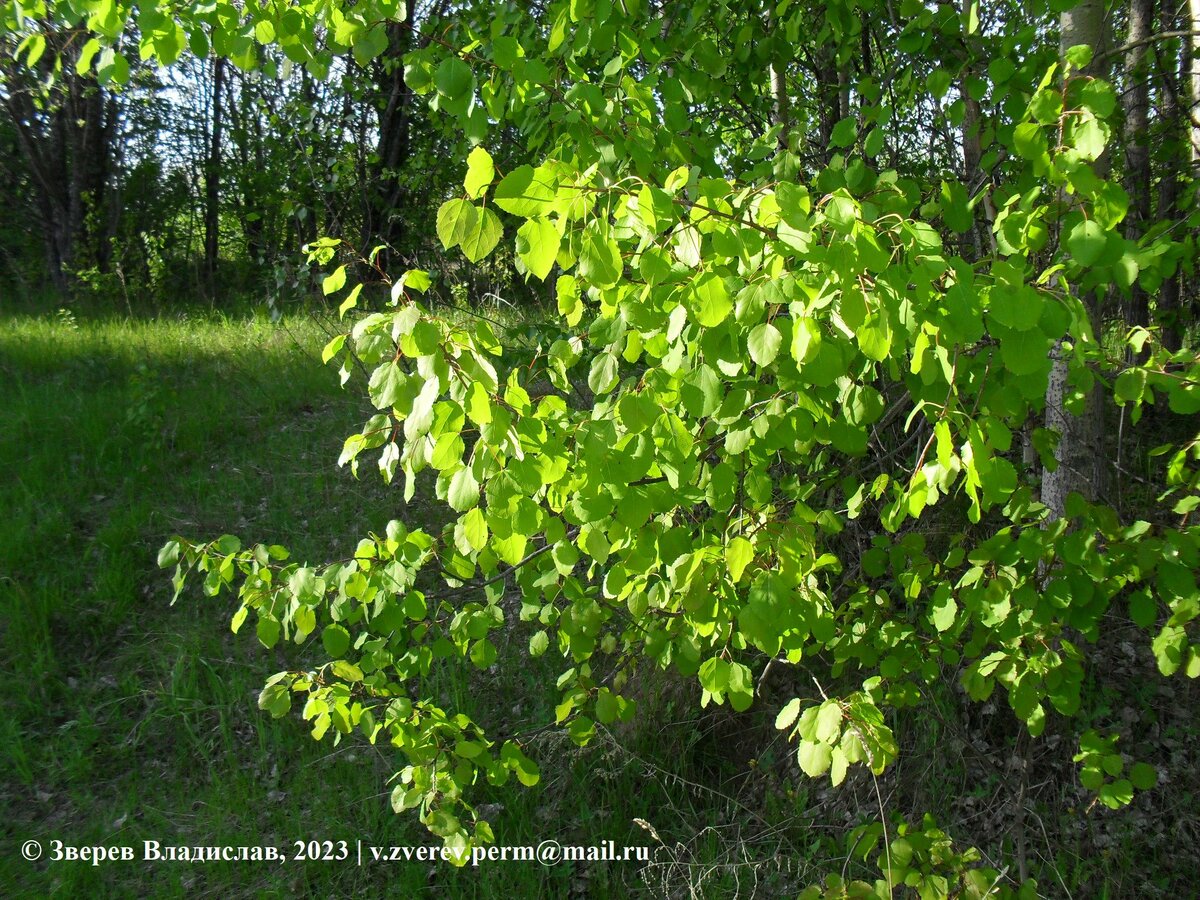 Фото 2. Ветви осины.