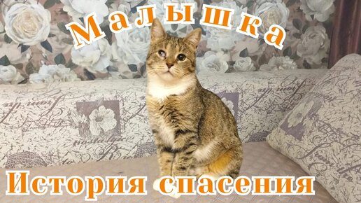 Кошки михалыча