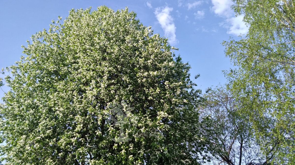 Цветёт черёмуха. Хорошо, но холодно!