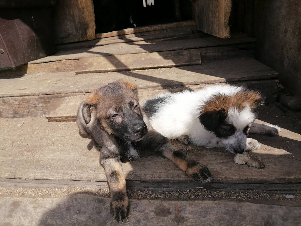 Кора и Кекс