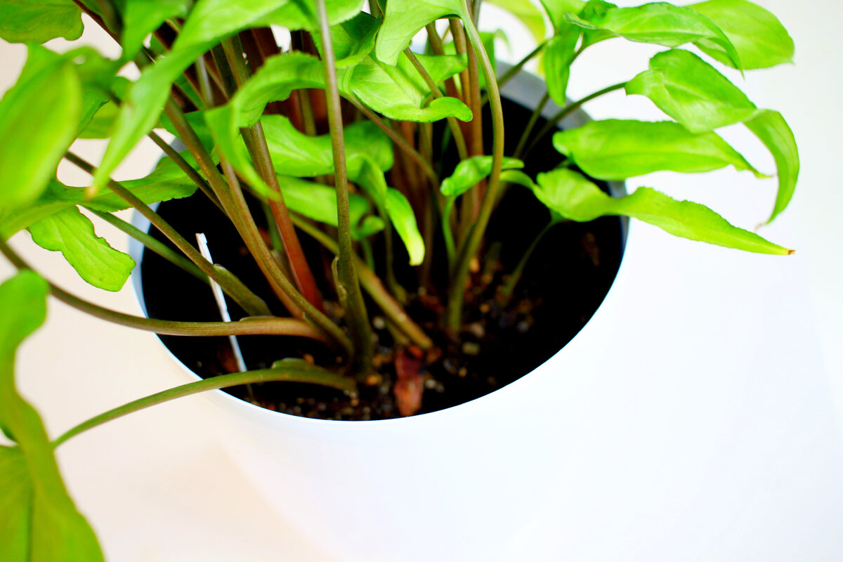 Фото и коллекция Masteritayaplants