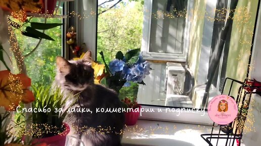 🌱🍀 Наглядный пример, когда солнышко 🐱 тянется к солнышку 🌞 Как приятно видеть любимые мордашки 💓👀💐