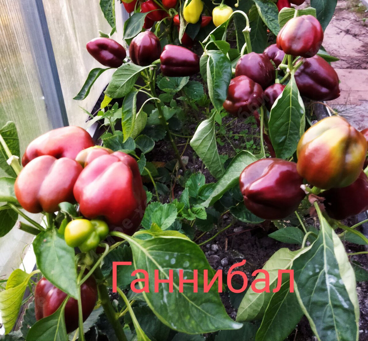 Семена Перец сладкий Ганнибал, серия Русский огород, 0,2 г 4073263 AliExpress