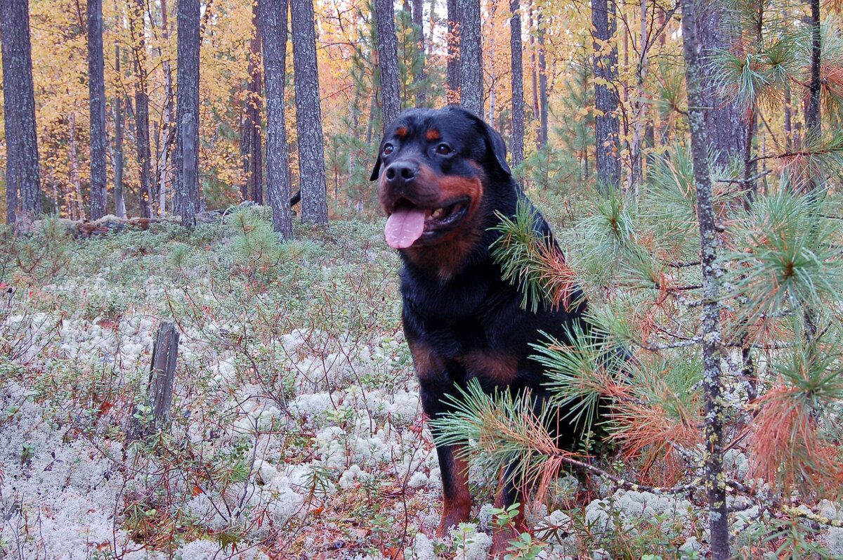 Данка в сосновом бору, в ягеле