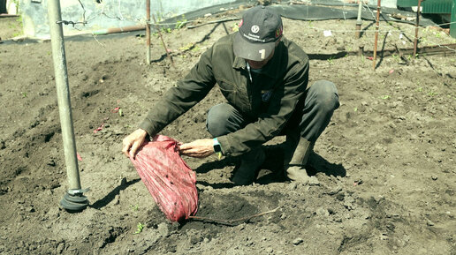 Позднее открытие винограда весной