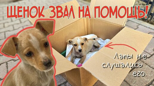 Download Video: 🔴Щенок плакал в коробке и просил помощи | его лапы не слушались | help a homeless puppy disabled