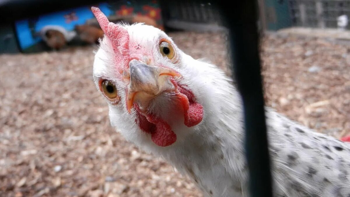 Фото : front.com