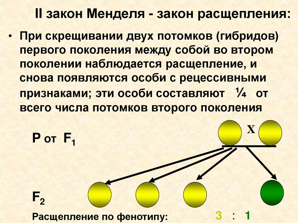Закон расщепления Грегора Менделя - неопровержимая классика биологии