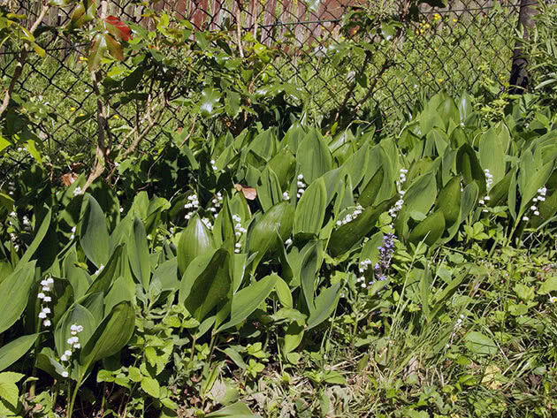У меня вот так-же ландыш на участке садовом разросся. Фото с сайта floristics.info