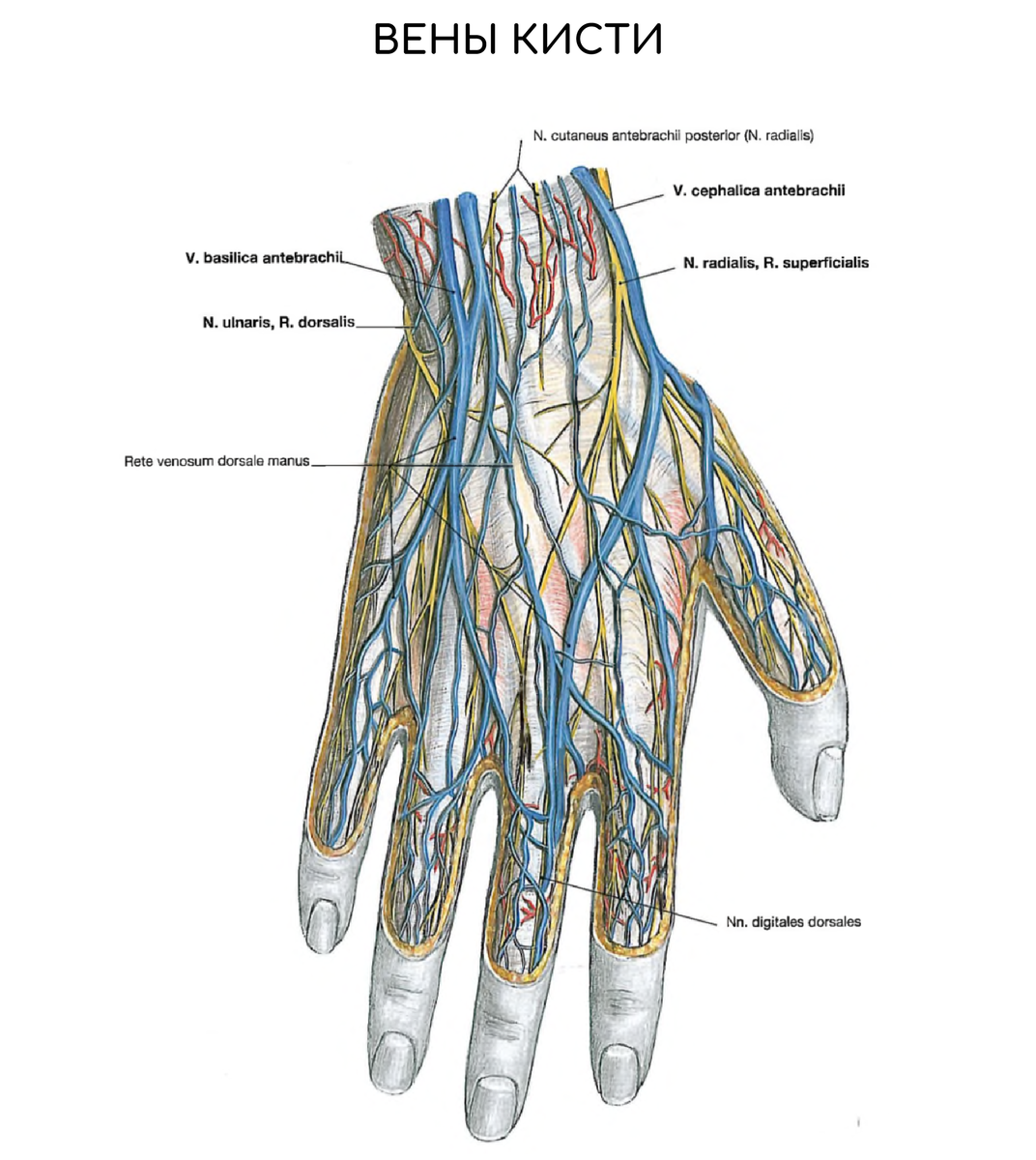 СЕРДЕЧНО-СОСУДИСТАЯ СИСТЕМА SYSTEMA CARDIOVASCULARE