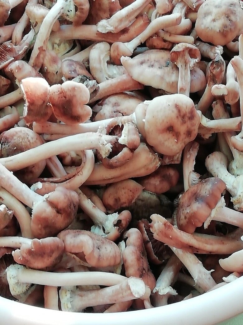 Грибная икра из сухих грибов – пошаговый рецепт приготовления с фото