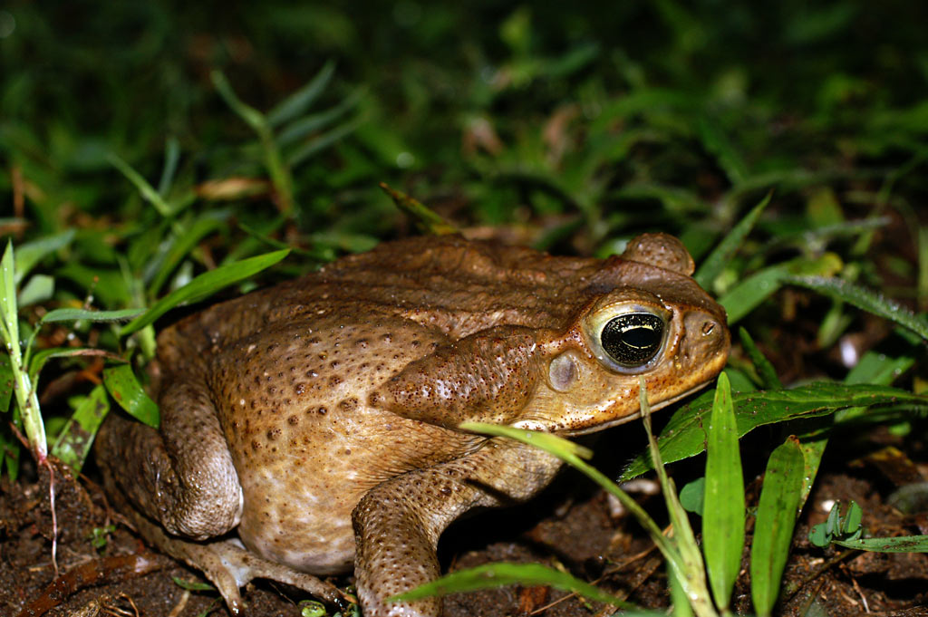 Жаба ага. Жаба ага Bufo Marinus. Жаба ага Rhinella Marina. Буфо Маринус. Тростниковая жаба в Австралии.